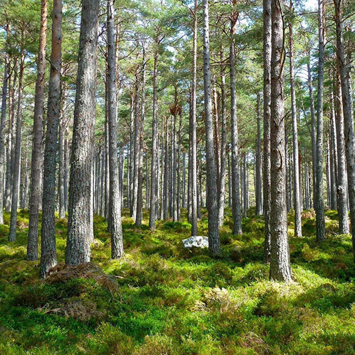 forest-272595_1920